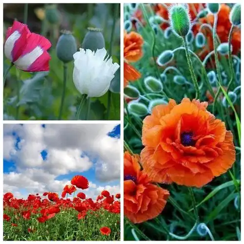 其它 禁种铲毒,誓保净土 写美篇         罂粟是一年生草本.