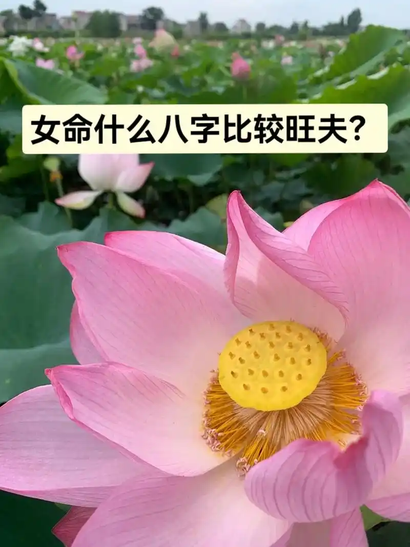 命理八字 | 女命什么八字比较旺夫?"旺夫女"是对女性的一种 - 抖音