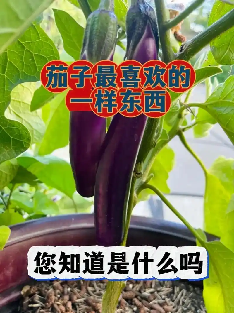 茄子种植小技巧