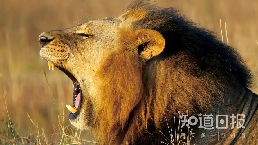 哪些动物的叫声特别响亮?