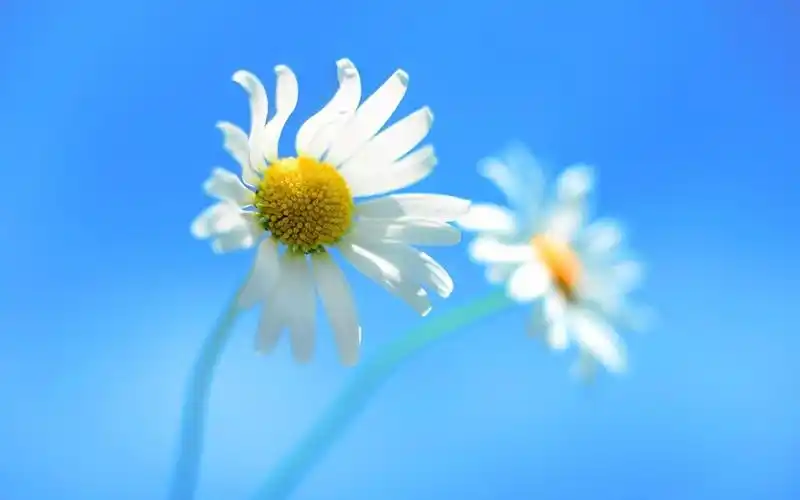 清新淡雅唯美花卉图片桌面壁纸~~清新好看的植物花卉图片非常适合做壁