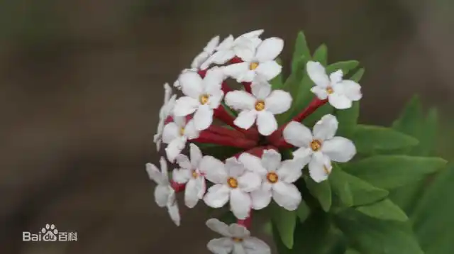 小狼毒为多年生草本,高20～30厘米,全体均含乳汁,黄白色肉质锥状根,常