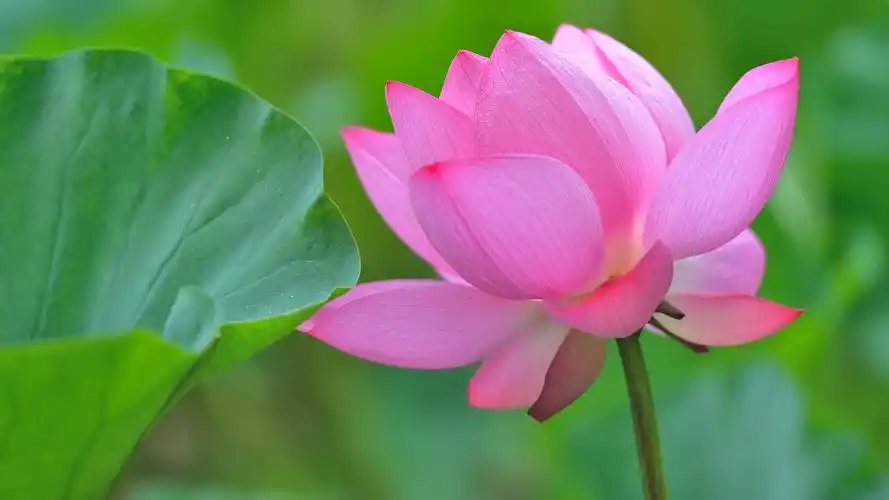 雨中荷花分外娇艳