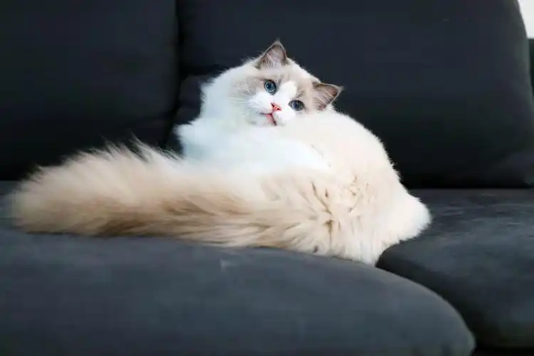 "猫中仙女"的布偶猫,便便比较臭!怎么解决?