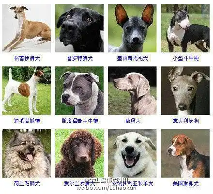 宠物狗狗# 各种各样!识别狗狗品种#狗狗. 来自东山岛那点事儿 - 微博