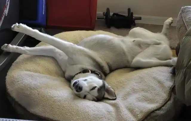 哈士奇的逗比睡姿和瑜伽没有太大差距网友我看你骨骼惊奇