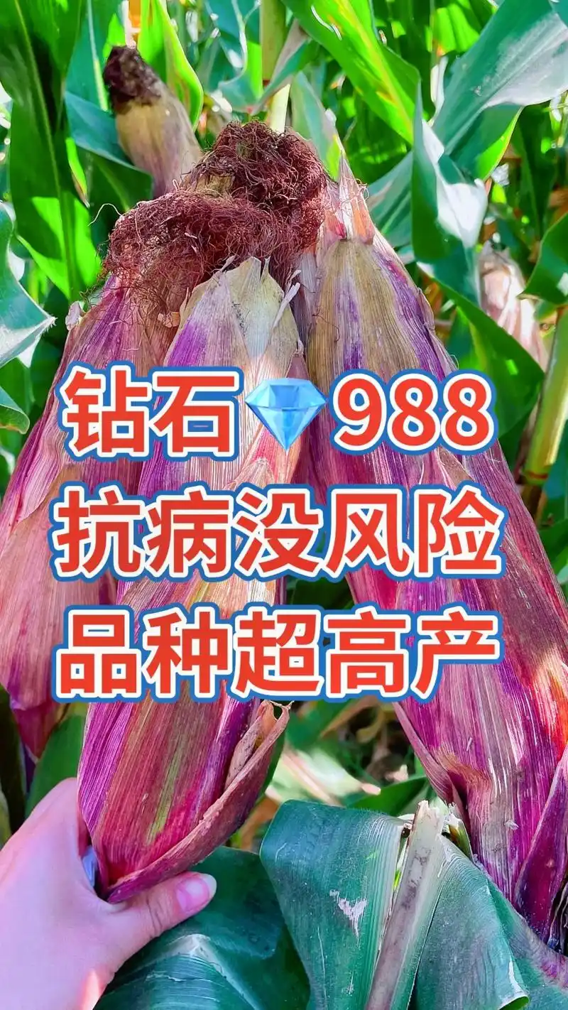 紫根紫杆高产大棒 #最新国审高产玉米种子 - 抖音