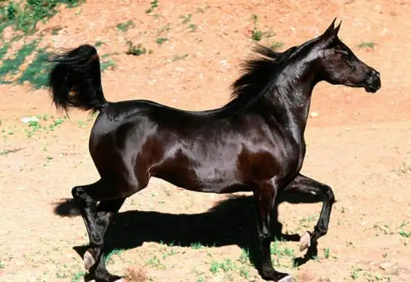 马的种类有哪些?