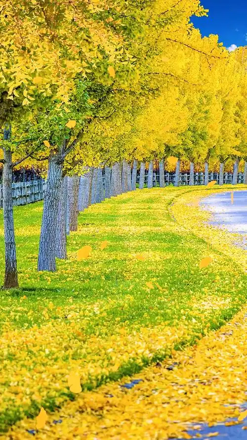 最美的风景#一叶知秋!最美秋天景色!