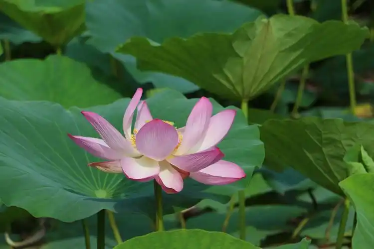 诗意荷花唯美了夏季
