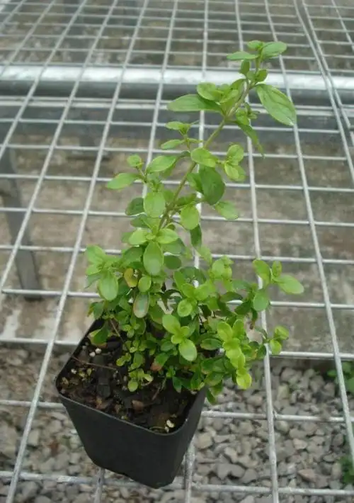 jamaican mint 虽然具有薄荷香气,但是它就像是灌木般的直挺树型,跟