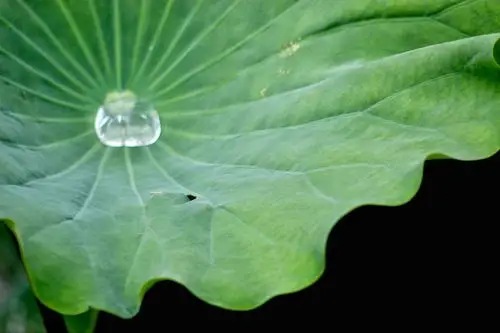 心静如水,莲花自开