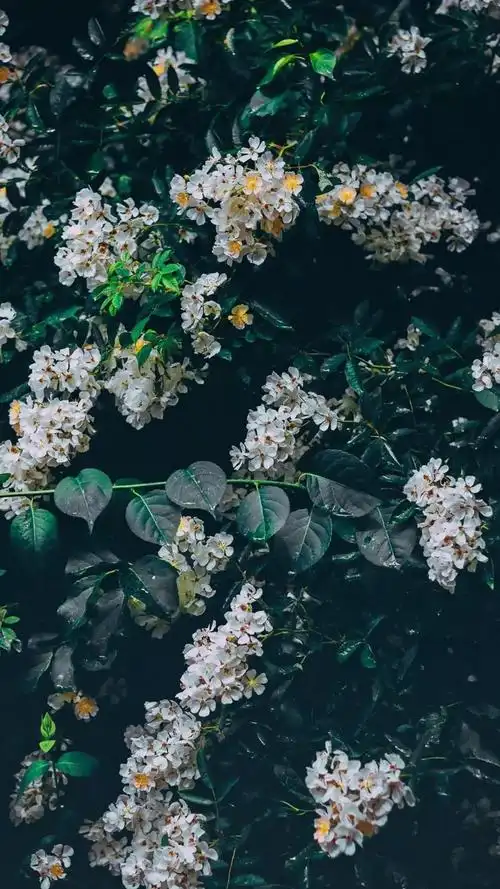 全面屏高清手机壁纸