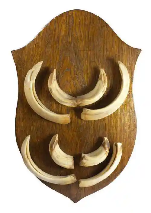 野猪牙齿并没有什么特别的用途,一般购买野猪牙齿的朋友都是用来制作