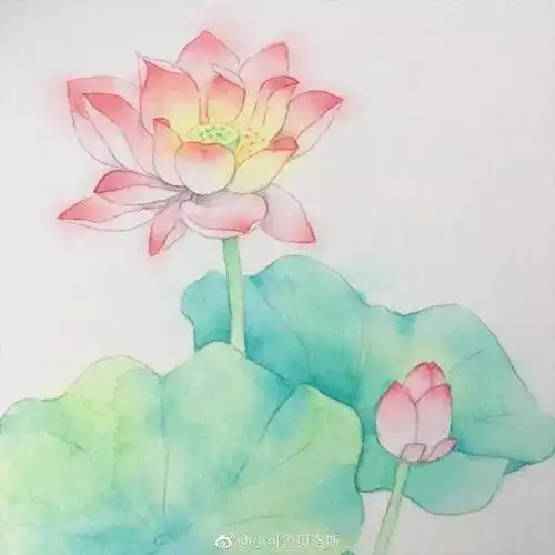 初学者入门,用水彩教你画朵漂亮荷花