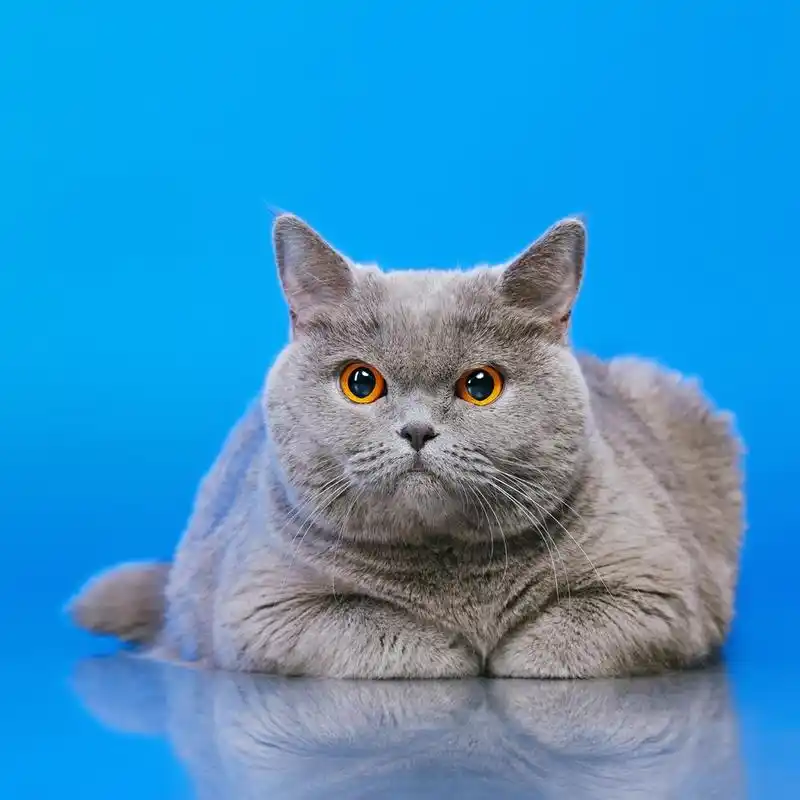 英国短毛猫,蓝色背景上的蓝色英国短毛猫猫