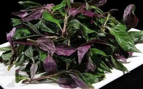 它被农村人誉为"补血菜"一斤能抵十斤人参,常吃还能增强免疫力