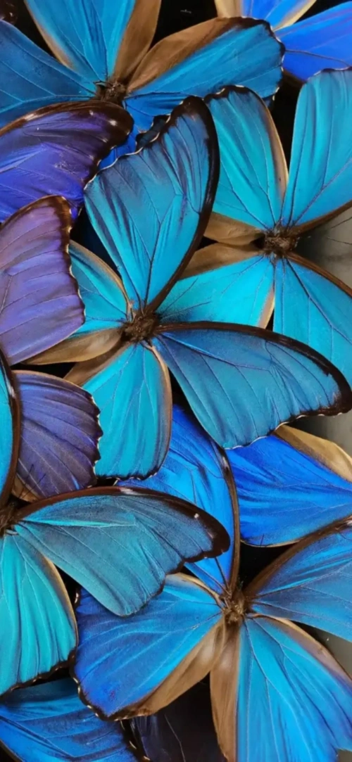 【avw分享】p40系列壁纸分享 - 华为mate30系列分享交流 花粉俱乐部