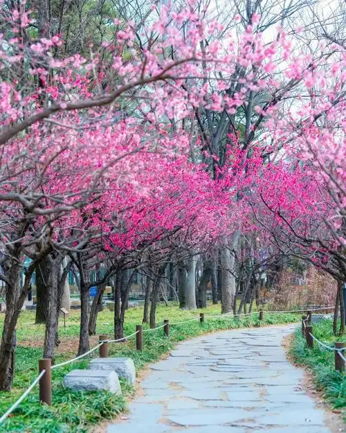 用手机拍春天风景专业摄影师给你打个样新手直接模仿就行