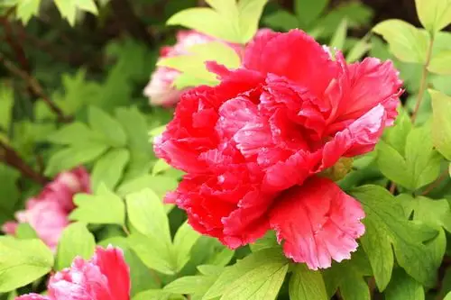 迷人的七彩牡丹