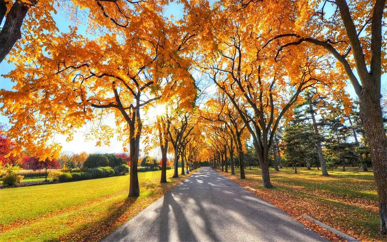 首页 桌面壁纸 金黄色的唯美意境小路森林摄影高清壁纸图片大全上一张