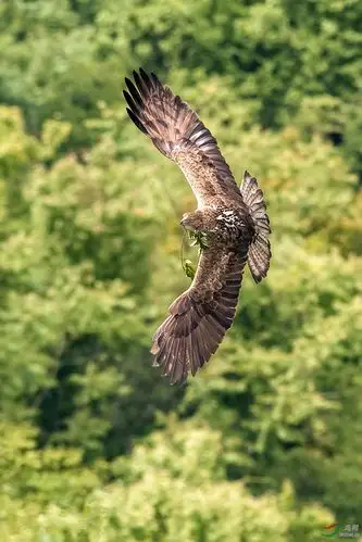 衔着橄榄枝之猛将@白腹隼雕