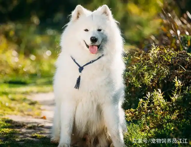 宠物狗:萨摩耶眼神呆萌,表情可爱迷人,对主人忠心耿耿