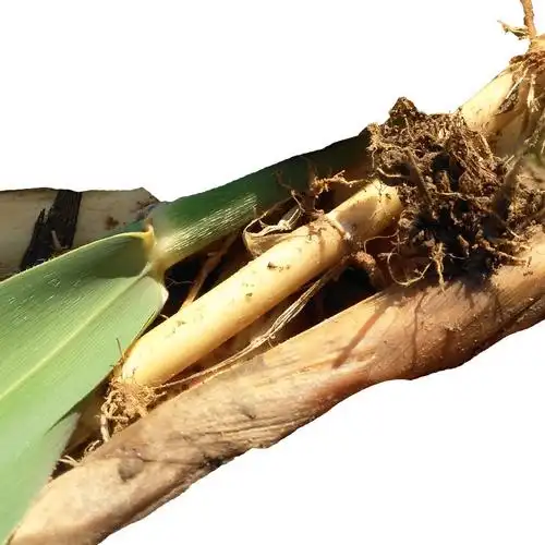 250g500g包邮新鲜芦苇野生秦岭芦根