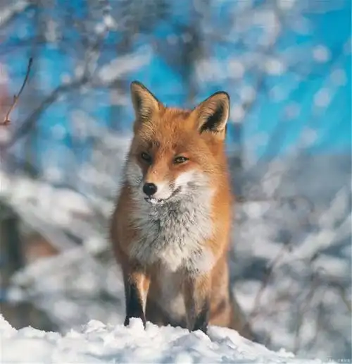 17万人投票选出的世界上最美10大动物到底有多美?