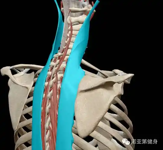 颈最长肌起点:t1~t4(t1~t5)横突止点:c2~c6横突的后结节功能:颈椎后伸