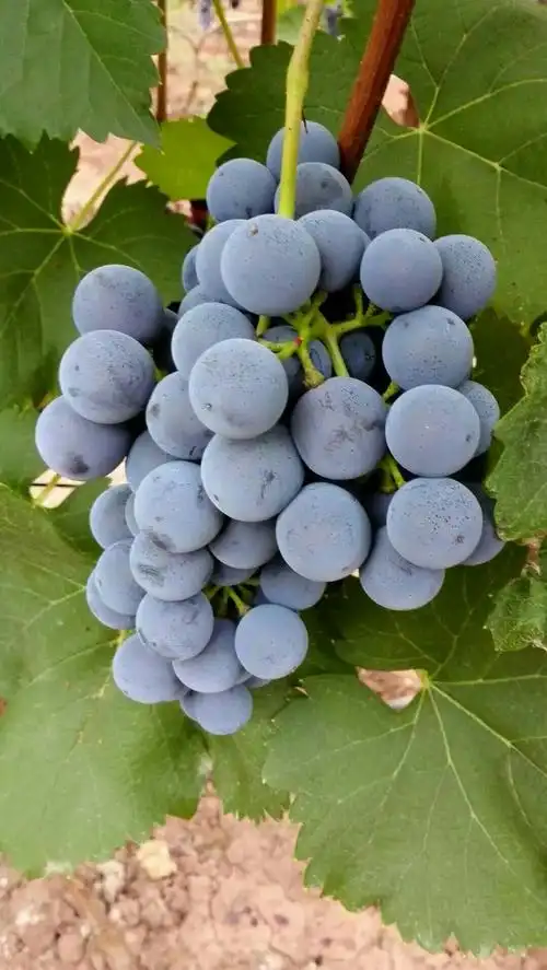 川兴本地葡萄快成熟了