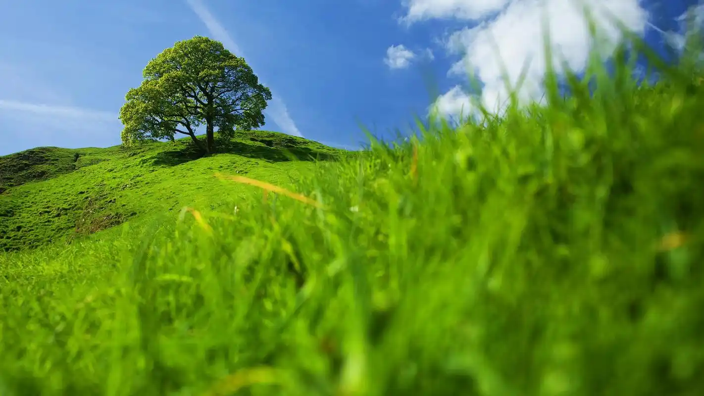 清新护眼绿色大草原唯美高清桌面壁纸