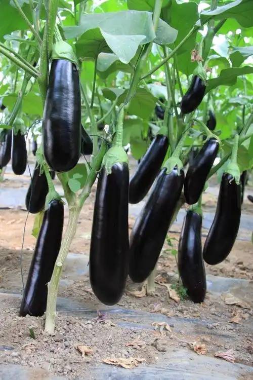 供应海丰长茄6号种子,茄子,北京海花生物科技有限公司,中国农业网产品