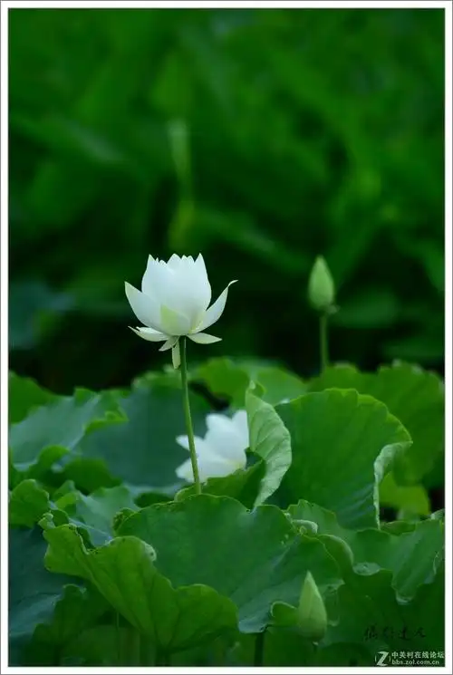 白色荷花