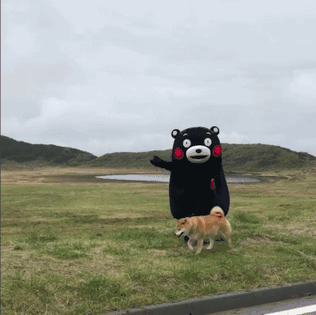 2011年日本大地震后,治愈了无数人的柴犬.它的笑,真的有魔力啊!