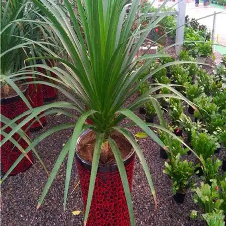 龙雪兰的养殖方法及注意事项