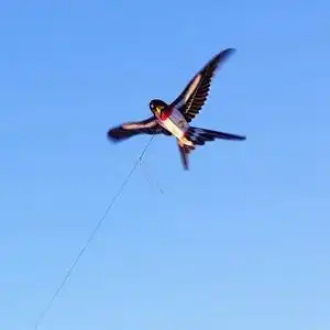 儿童小鸟风筝图片