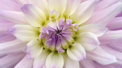 宏观花,大丽花,紫白色的花瓣 壁纸 - 1920x1080