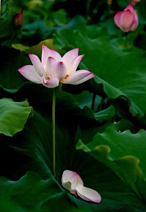 【水中仙子～荷花颂歌】——2020年7月2日拍摄于广西鹿寨县中渡荷塘.