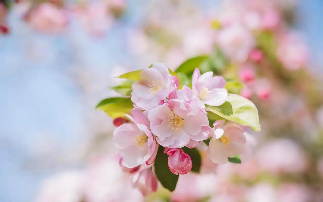 清新唯美粉色花卉摄影图片电脑壁纸