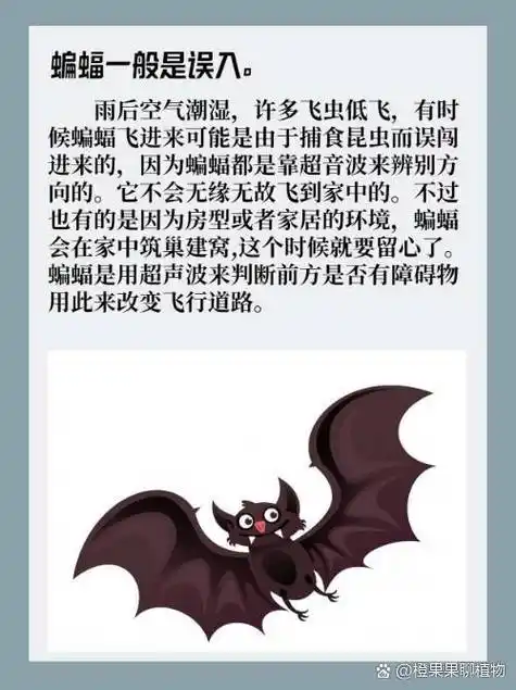 为什么蝙蝠会飞进家里 蝙蝠一般是误入.