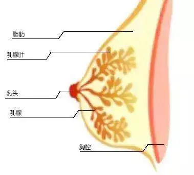 乳头给药散结镇痛乳腺外用贴