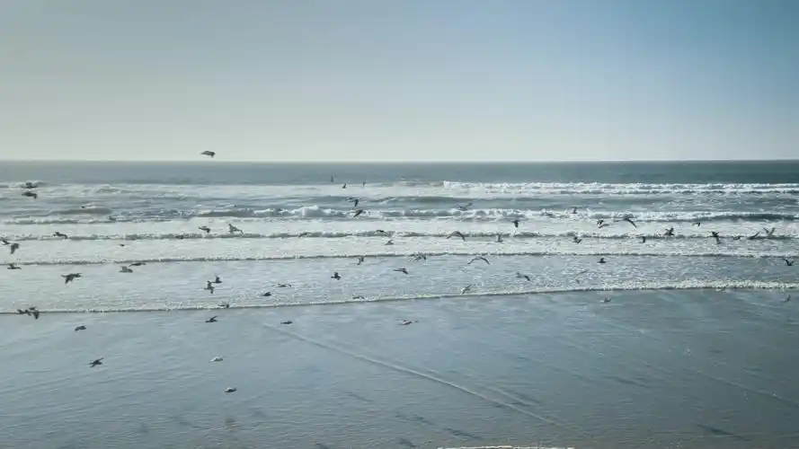 实拍海边海鸥飞翔