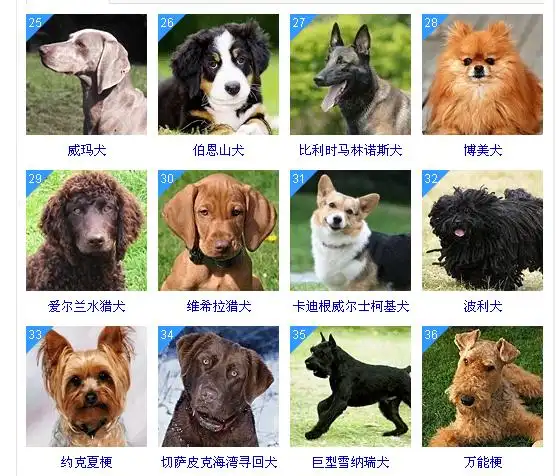 狗狗智商排行榜