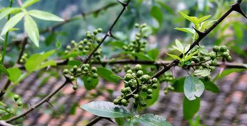 125曝光补偿:0 ev相机:索尼 dsc-h5【武陵青花椒】 第 3 幅查看大图