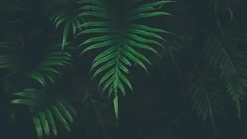 植物壁纸 清新唯美的植物摄影图片高清宽屏桌面壁纸 (5/ 7) 2017-12