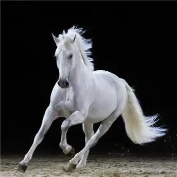 马头像图片大全,高清最漂亮的马微信头像_动物头像_头像屋