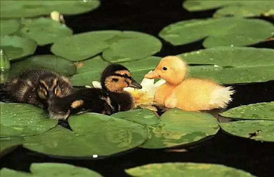 野鸭,绿头鸭,三个,小鸭子,游泳,荷花,叶子,欧洲