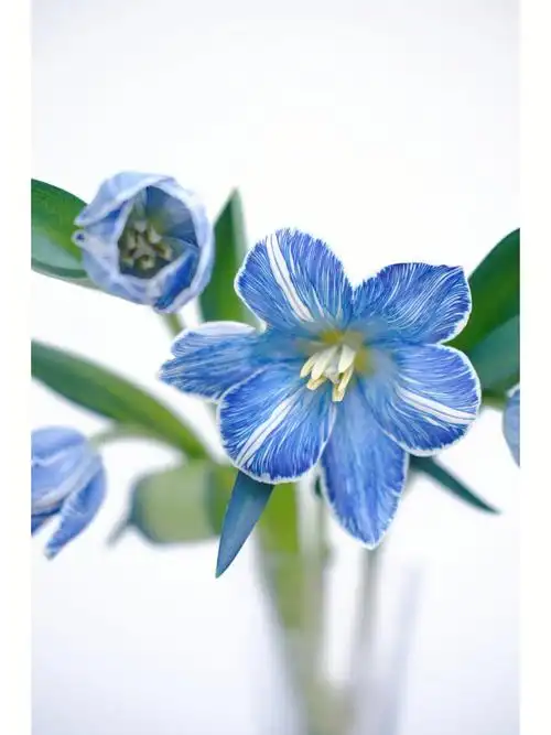 墨尔本午夜蓝郁金香