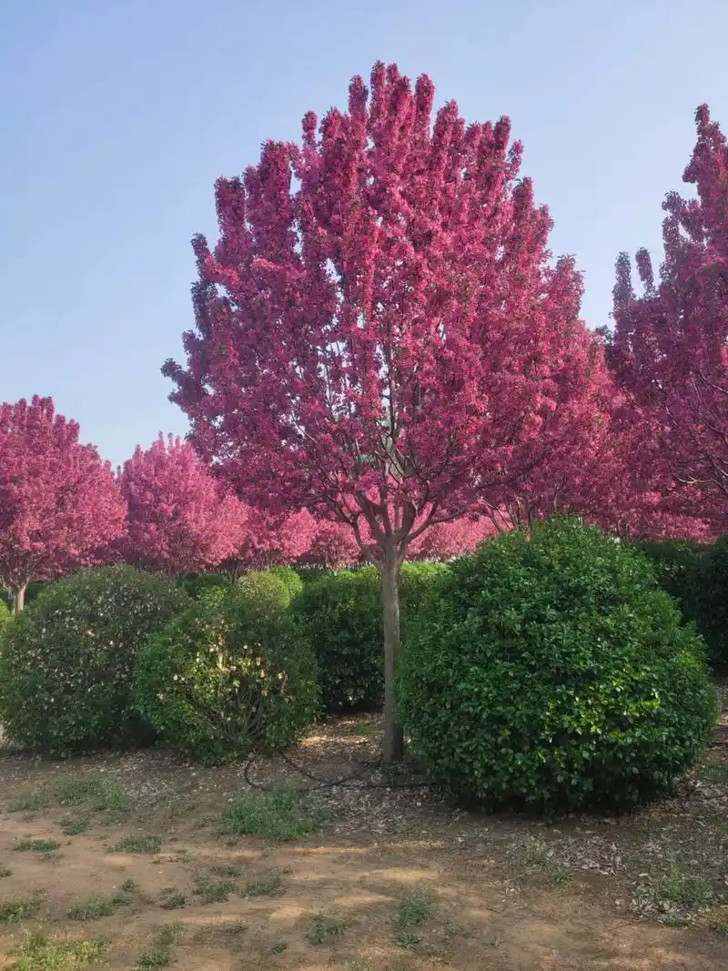 1.5米分枝高杆大骨架绚丽海棠#15公分价格#精品苗木 #现 - 抖音